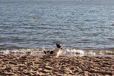 Hund p� strand